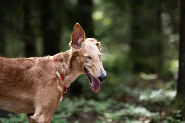 赤子犬のBorzoi散歩屋外で夏の日 ロシア語の音 5ヶ月 — ストック写真