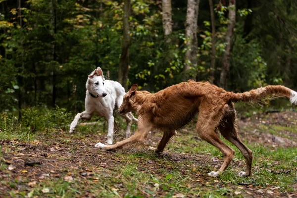 Cachorro Vermelho Branco Borzoi Anda Livre Dia Verão Suspiros Russos — Fotografia de Stock