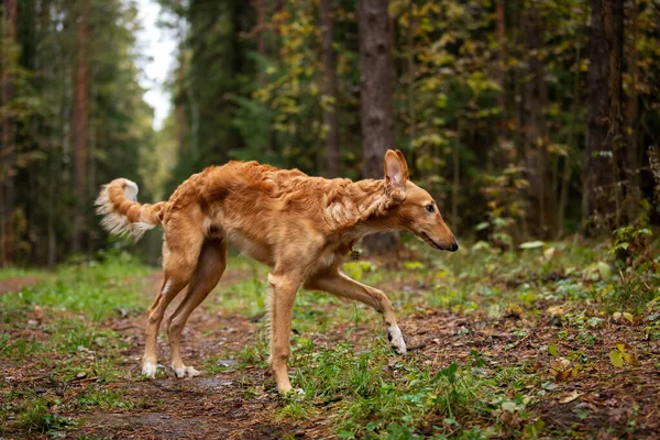 Borzoi Nin Kırmızı Köpek Yavrusu Yaz Günü Dışarı Çıkıyor Rus — Stok fotoğraf