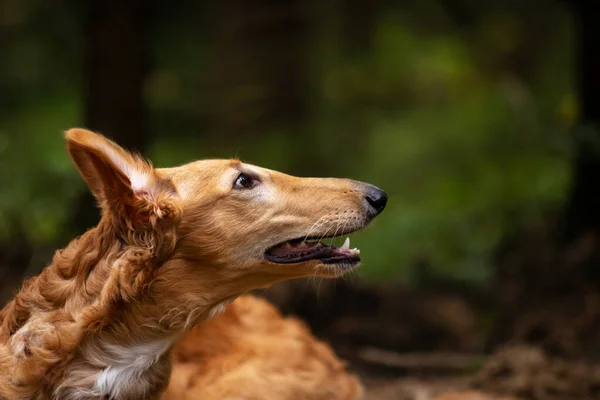 Roter Barsoi Welpe Geht Sommertag Draußen Spazieren Russischer Windhund Monate — Stockfoto