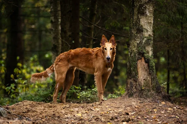 Röd Valp Borzoi Promenader Utomhus Sommardagen Rysk Sighthound Månader — Stockfoto