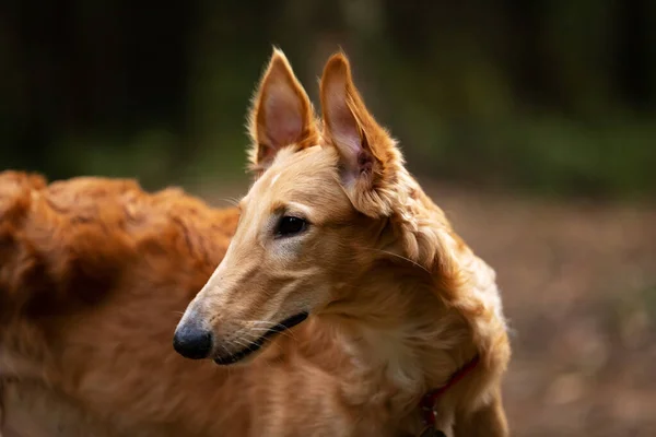 Red Puppy Borzoi Walks Outdoor Summer Day Russian Sighthound Months — Stock Photo, Image