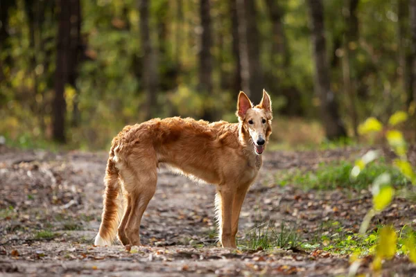 Borzoi Nin Kırmızı Köpek Yavrusu Yaz Günü Dışarı Çıkıyor Rus — Stok fotoğraf