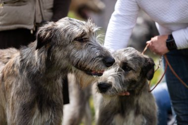 İrlanda kurtları yazın köpek şovunda av köpeklerini gezdirirler.