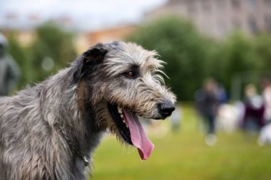 İrlanda kurt köpeği yazın köpek şovunda, görüş şampiyonası.