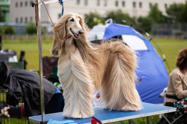 Afgan av köpeği yazın köpek şovu masasında, görüş şampiyonası.