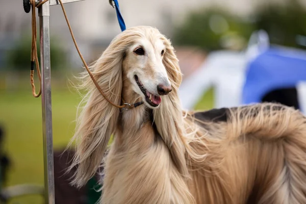 Afghan Hound Outdoor Grooming Table Dog Show Summer Sighthound Championship — Stock Photo, Image