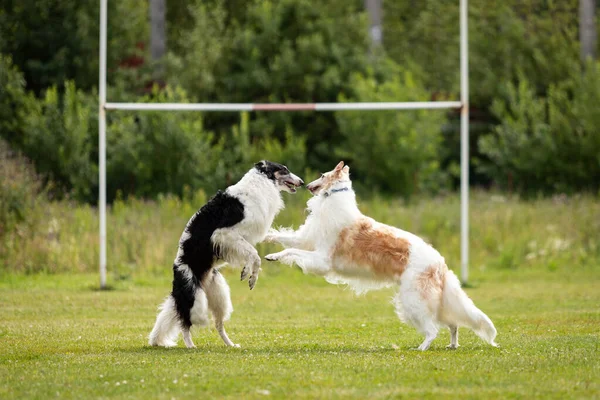 黒と白とクリームと白のボルゾイ犬は夏に犬のショーで屋外で演奏 ロシアの観光 ため息のチャンピオンシップ — ストック写真