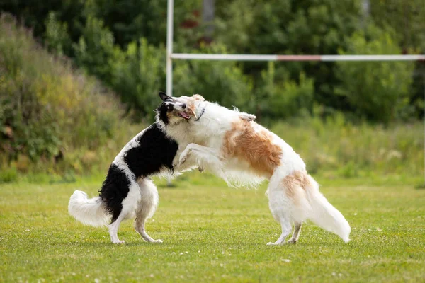 Chiens Borzoi Noir Blanc Crème Blanc Joue Plein Air Sur — Photo