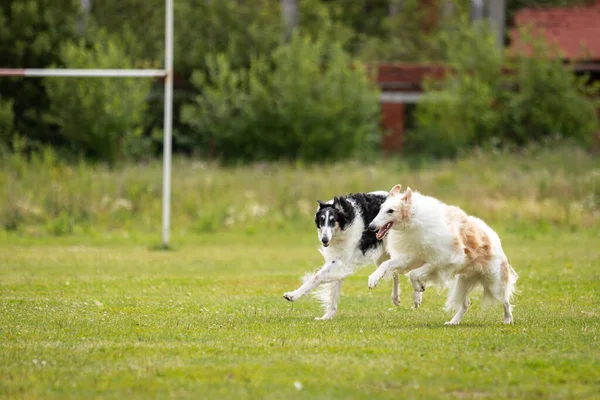 Czarno Białe Kremowo Białe Psy Borzoi Bawią Się Świeżym Powietrzu — Zdjęcie stockowe