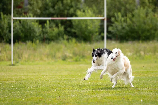 黒と白とクリームと白のボルゾイ犬は夏に犬のショーで屋外で演奏 ロシアの観光 ため息のチャンピオンシップ — ストック写真