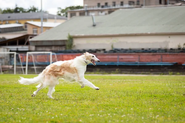 Creme Borzoi Branco Correm Livre Show Cães Verão Sighthound Russo — Fotografia de Stock