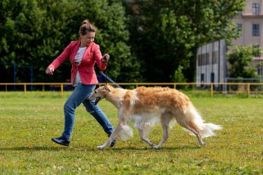 Saint-Petersburg, Rusya - 07.12.2019: Yazın köpek şovunda Red borzoi açık hava, Rusya görüşü, görüş şampiyonluğu