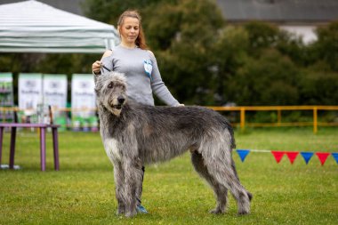 İrlanda kurt köpeği yazın köpek şovunda.