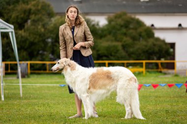 Borzoi köpeği yazın köpek şovunda.