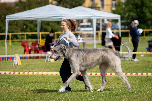 Ιρλανδική wolfhound εξωτερική σε επίδειξη σκυλιών το καλοκαίρι — Φωτογραφία Αρχείου