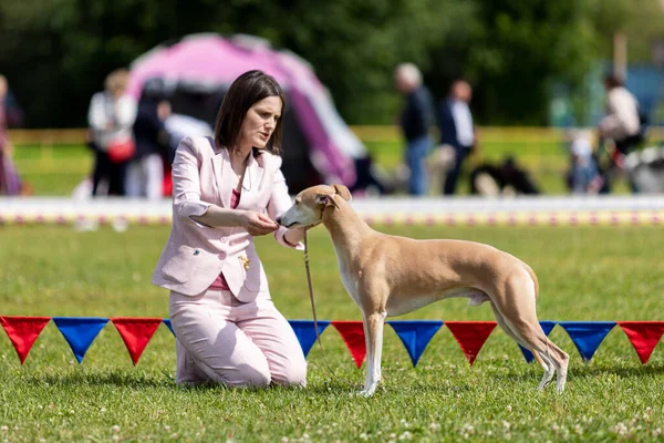 Kırbaç köpeği yazın köpek şovunda.