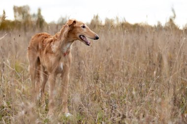Borzoi 'nin kırmızı köpek yavrusu yaz günü dışarı çıkıyor, Rus manzaralı, altı aylık.