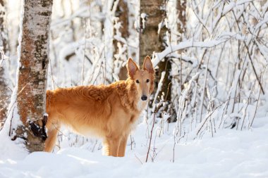 Borzoi 'nin kırmızı köpek yavrusu kışın dışarı çıkar, Rusların gördüğü yerde, sekiz ay.
