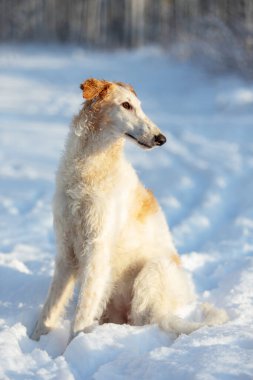 Borzoi 'nin beyaz köpek yavrusu kışın dışarı çıkar, altı ay boyunca Rusya' yı görür.