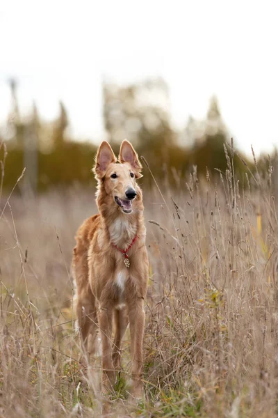 Roter Barsoi Welpe Geht Sommertag Draußen Spazieren Russischer Windhund Sechs — Stockfoto