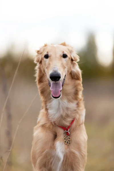 Roter Barsoi Welpe Geht Sommertag Draußen Spazieren Russischer Windhund Sechs — Stockfoto