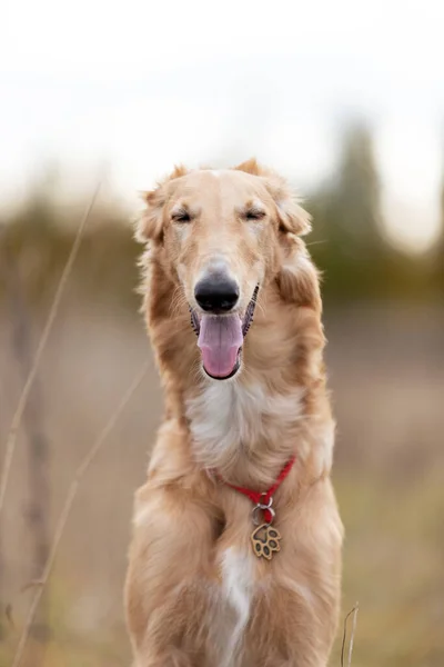 Roter Barsoi Welpe Geht Sommertag Draußen Spazieren Russischer Windhund Sechs — Stockfoto