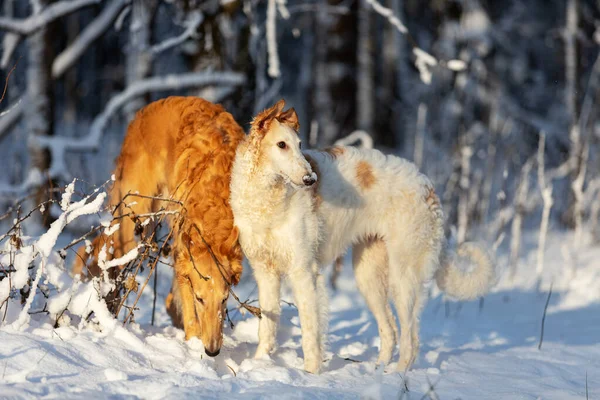 Borzoi 'nin kırmızı ve beyaz köpek yavrusu kış günü dışarı çıkar, Rusların gördüğü yerde, sekiz ay.