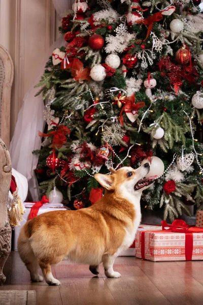 Roter Welscher Corgi Sitzt Drinnen Fotostudio Mit Weihnachtsdekoration — Stockfoto