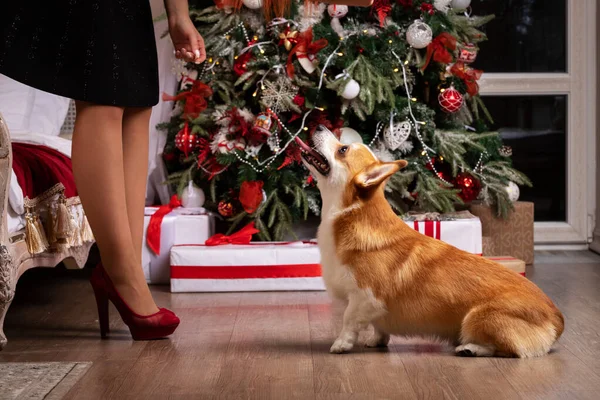 Red welsh corgi sits indoor at photostudio with christmas decoration