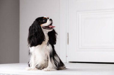 Şövalye Kral Charles Spaniel stüdyoda oturuyor.