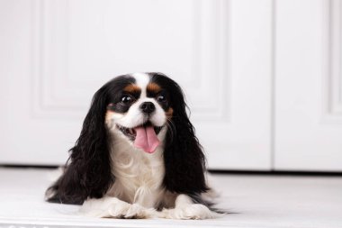 Şövalye Kral Charles Spaniel stüdyoda oturuyor.