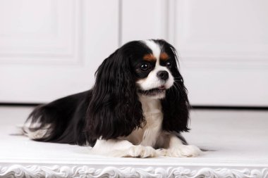 Şövalye Kral Charles Spaniel stüdyoda oturuyor.