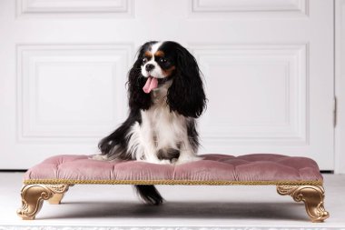 Şövalye Kral Charles Spaniel stüdyoda oturuyor.