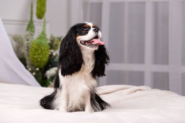 Şövalye Kral Charles Spaniel stüdyoda oturuyor.