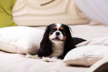 Şövalye Kral Charles Spaniel stüdyoda oturuyor.