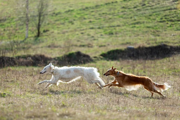 Filhote Cachorro Vermelho Branco Borzoi Corre Livre Dia Verão Sighthound — Fotografia de Stock