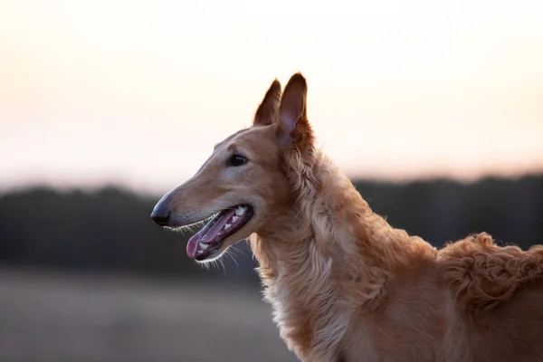 Cãozinho Vermelho Borzoi Caminha Livre Dia Verão Sisudo Russo Ano — Fotografia de Stock