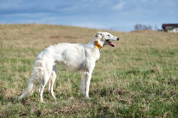 Borzoi 'nin beyaz köpek yavrusu yaz günü dışarı çıkıyor, Rus bir yaşında.