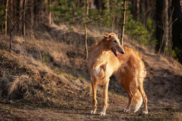 Borzoi Nin Kırmızı Köpek Yavrusu Yaz Günü Dışarı Çıkıyor Rus — Stok fotoğraf