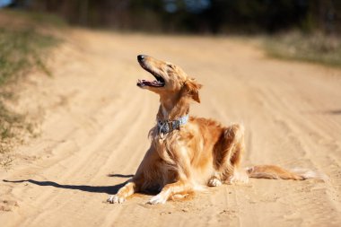 Borzoi 'nin kırmızı köpek yavrusu yaz günü dışarıda dinlenir. Bir yaşında Rus bir köpek.