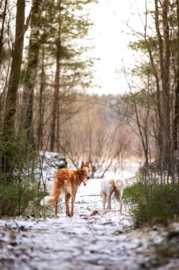 Borzoi 'nin kırmızı ve beyaz köpek yavrusu kış günü dışarı çıkar, Rus manzaralı, dokuz aylık.
