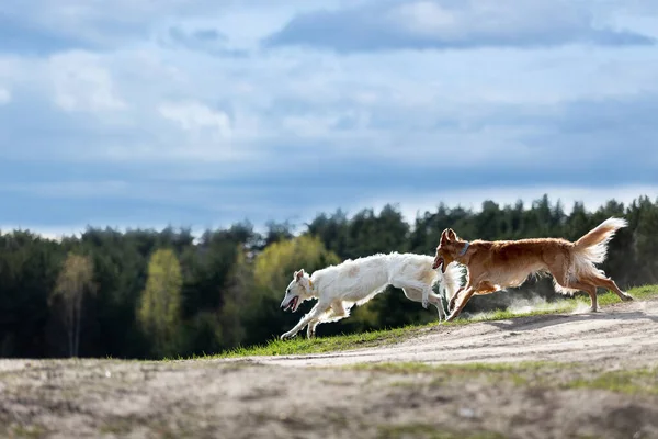 Filhote Cachorro Vermelho Branco Borzoi Corre Livre Dia Verão Sighthound — Fotografia de Stock