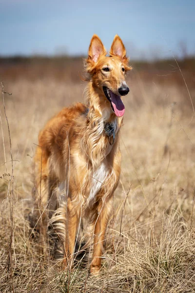 Vörös Kiskutya Borzoi Séták Szabadban Nyári Napon Orosz Sighthound Egy — Stock Fotó