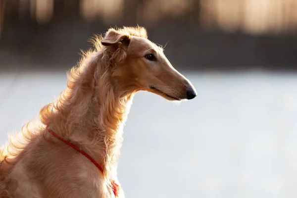 Cãozinho Vermelho Borzoi Caminha Livre Dia Verão Sisudo Russo Ano — Fotografia de Stock