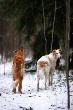Borzoi 'nin kırmızı ve beyaz köpek yavrusu kış günü dışarı çıkar, Rus manzaralı, dokuz aylık.