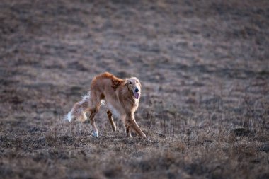 Borzoi 'nin kırmızı köpek yavrusu yaz günü dışarı çıkıyor. Rus bir yaşında.