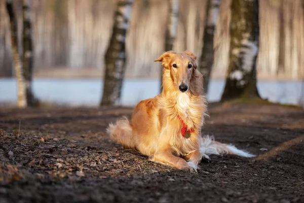 Red Puppy Borzoi Walks Outdoor Summer Day Russian Sighthound One — Stock Photo, Image