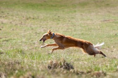 Borzoi 'nin kırmızı köpek yavrusu yaz günü dışarı koşar. Bir yaşında Rus bir köpek görür.