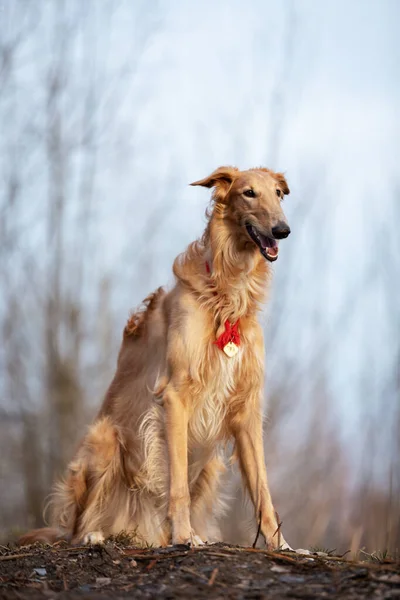 Красный Щенок Borzoi Прогулки Открытом Воздухе Летний День Русский Визирь — стоковое фото